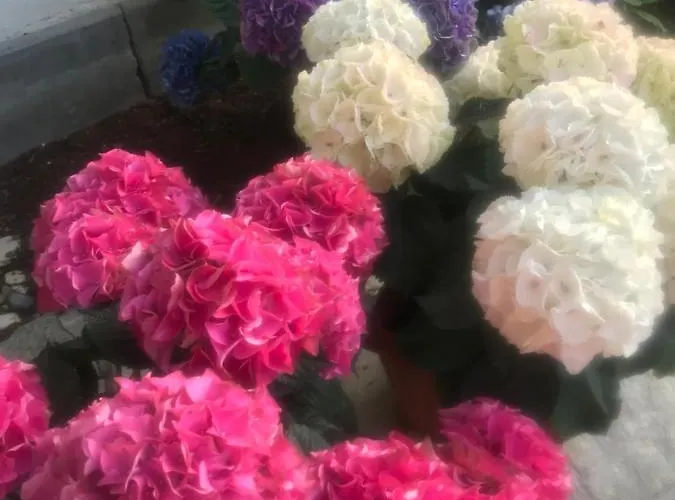 Excelsior & Kurhaus Hotel